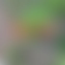 Konya'nın İsmil mahallesinde bahçesine ektiği kenevirle yakalandı.