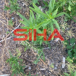 Konya'nın İsmil mahallesinde bahçesine ektiği kenevirle yakalandı.