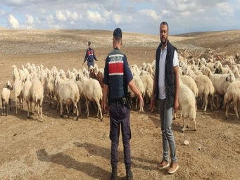 Konya'da ki kayıp olan koyunlar Jandarma tarafından bulundu!
