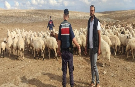 Konya'da ki kayıp olan koyunlar Jandarma tarafından bulundu!