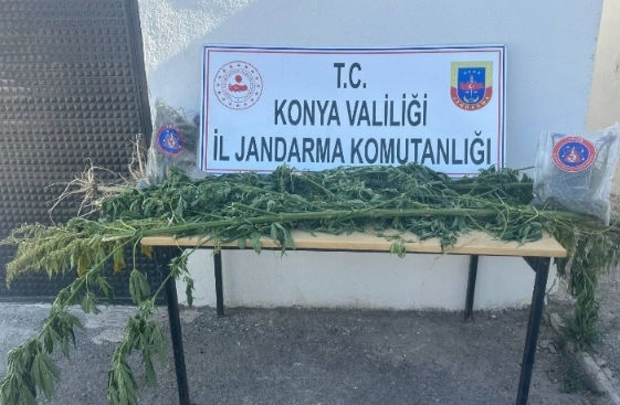 Konya'da ki bir tarlada kenevir ele geçirildi!