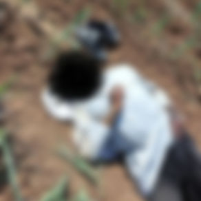 Mısır tarlasında erkek cesedi bulundu!