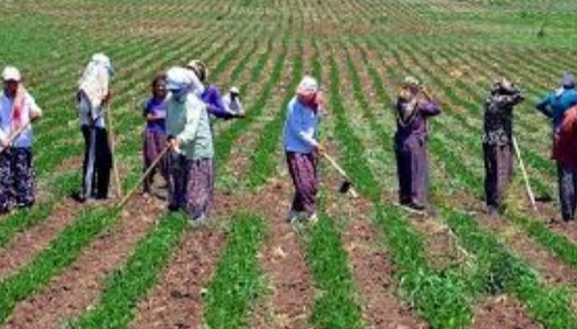 Şeker pancarı alım fiyatı açıklandı!