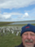 gentoo penguins molting