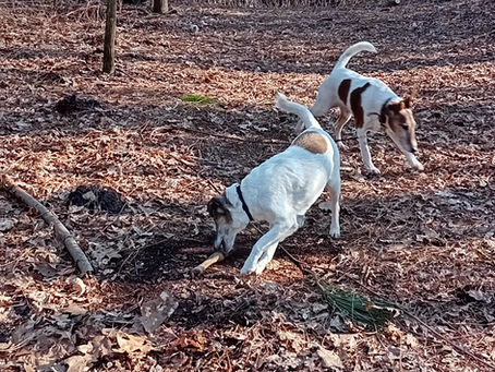 Fonzi en Nash voor het eerst samen op een sleep-stempelspoor, in Bergen op Zoom