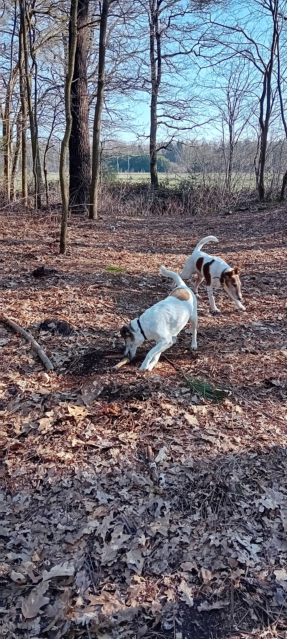 Fonzi en Nash voor het eerst samen op een sleep-stempelspoor, in Bergen op Zoom