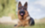 German Shep - Brochure.jpg
