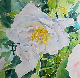 white rose watercolour.jpg