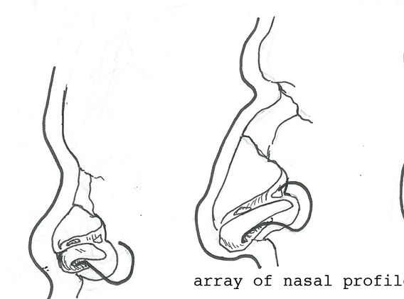 nose profile array!.jpg