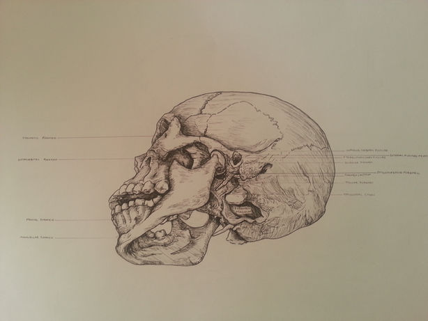 skull1.jpg