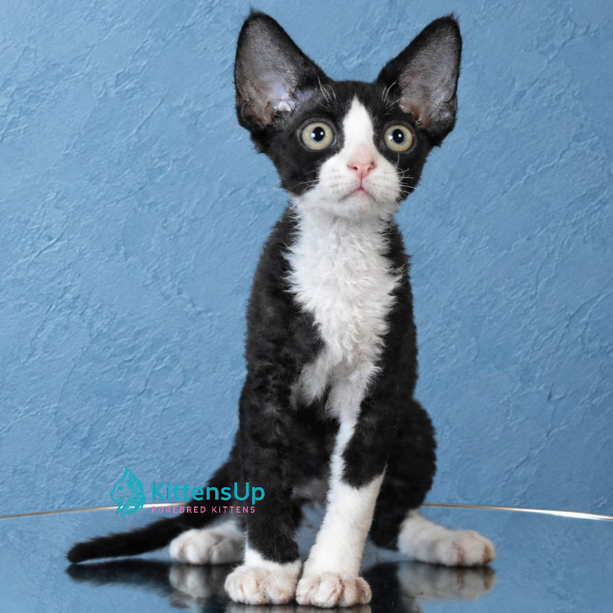 Devon Rex