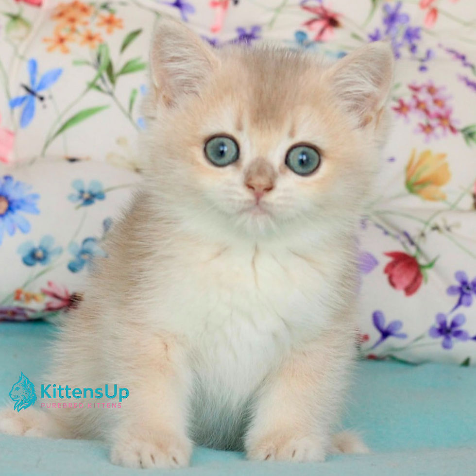British shorthair