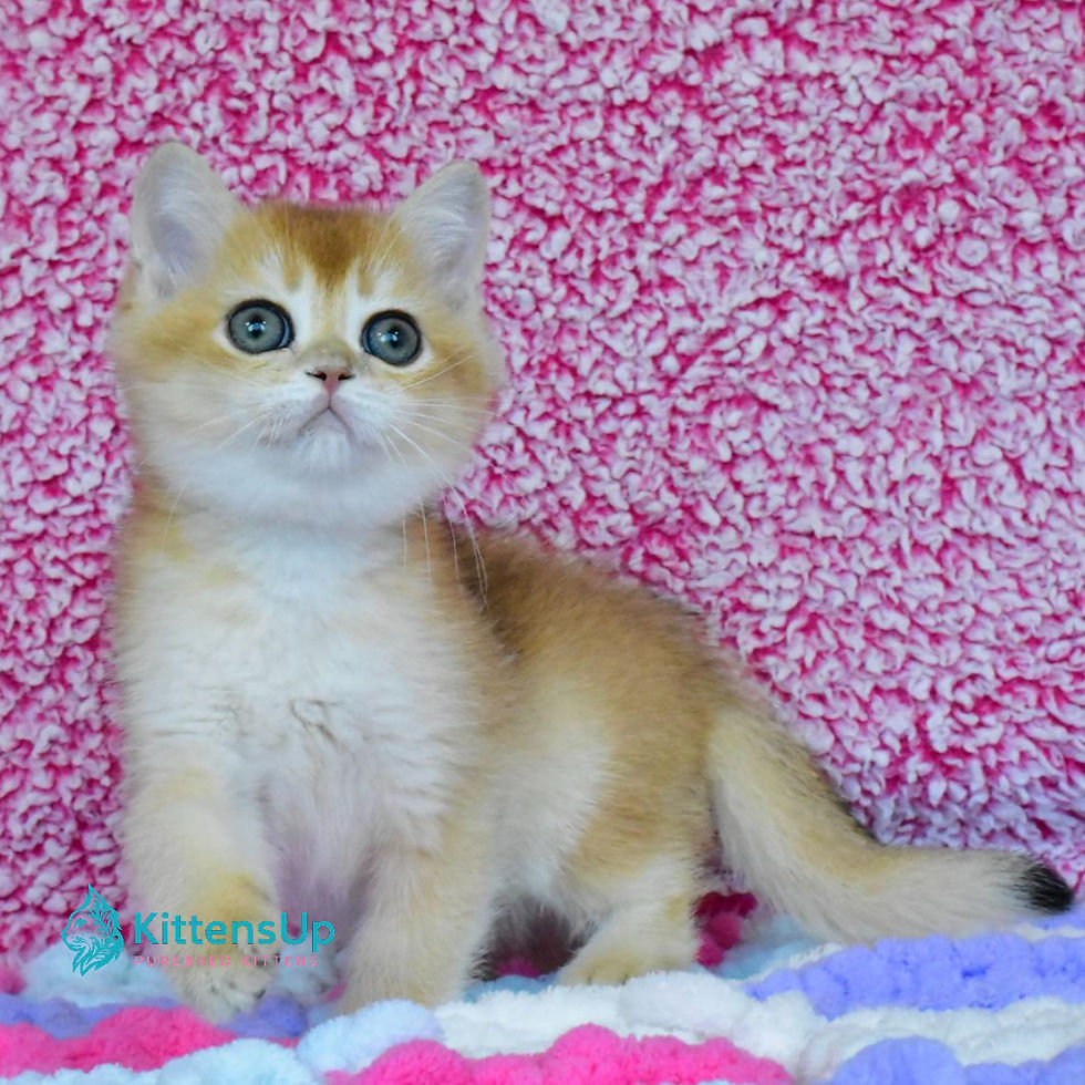 Thumbnail: British shorthair