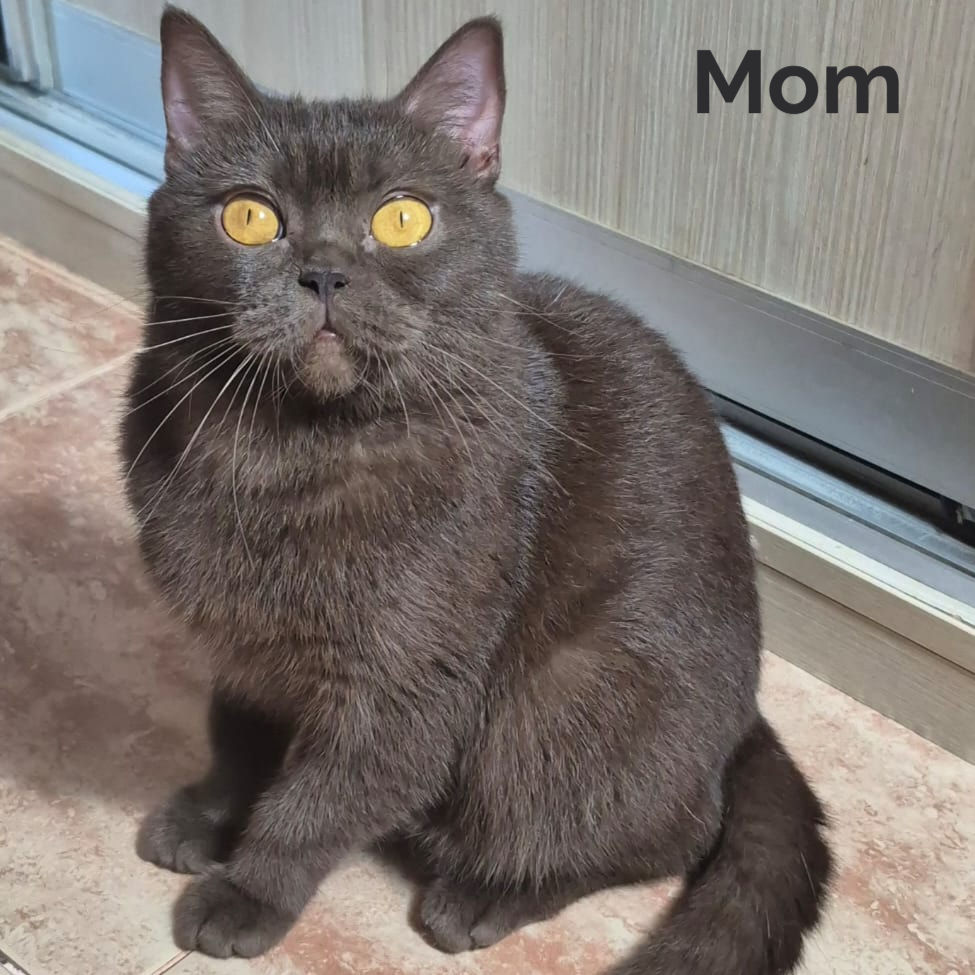 Thumbnail: 506 Nefertiti (BL) British shorthair female kitten