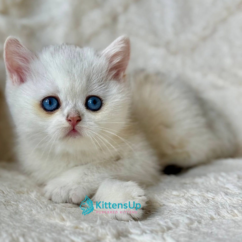 British shorthair