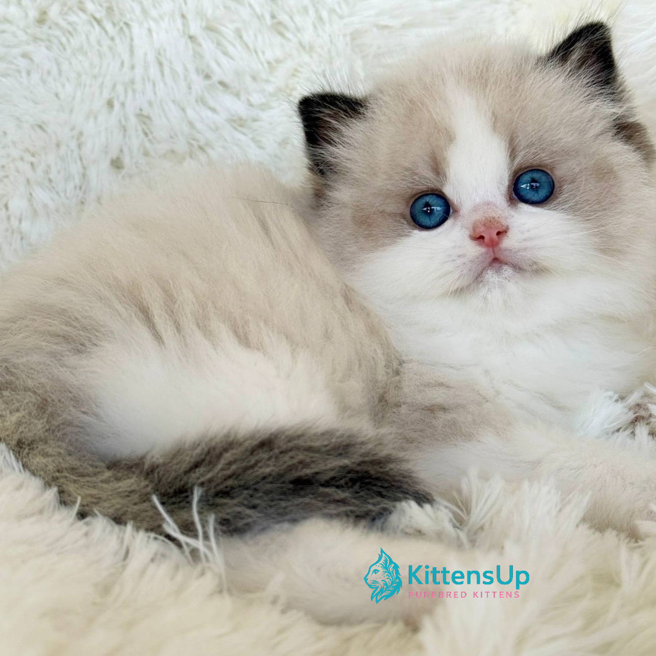 Ragdoll