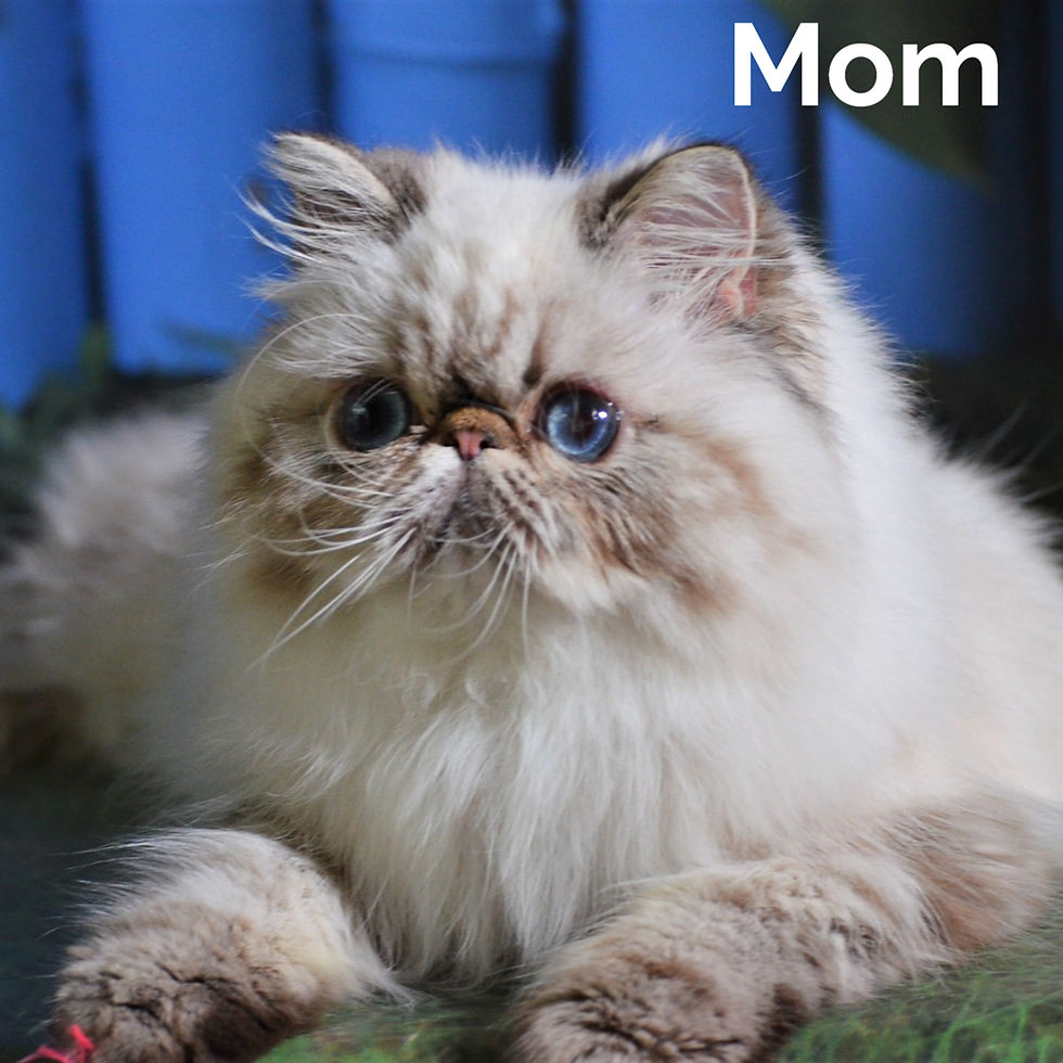 Thumbnail: 041 Garry (U) Persian longhair male kitten