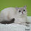 Thumbnail: 725 Ivan (U) Scottish Fold shorthair male kitten