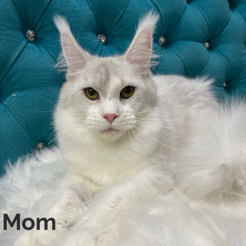 Thumbnail: Maine Coon