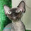 Thumbnail: 065 Cruz (R) Devon Rex male kitten