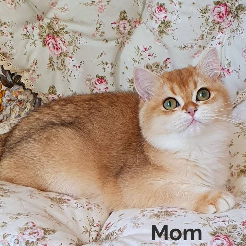 Thumbnail: 547 Winston (U) British kitten male kitten