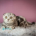 Scottish Fold