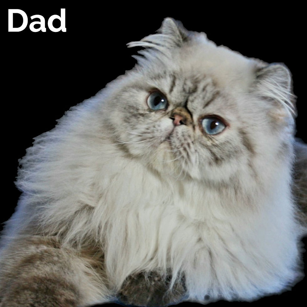 Thumbnail: 338 Sonya (U) Persian longhair female kitten