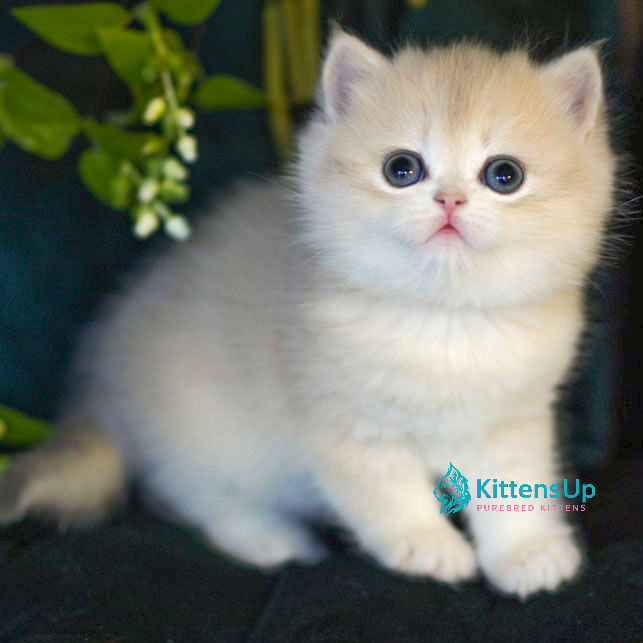 British shorthair