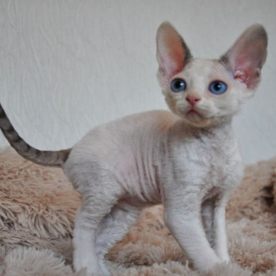 Thumbnail: 536 Justin (U) Devon Rex male kitten