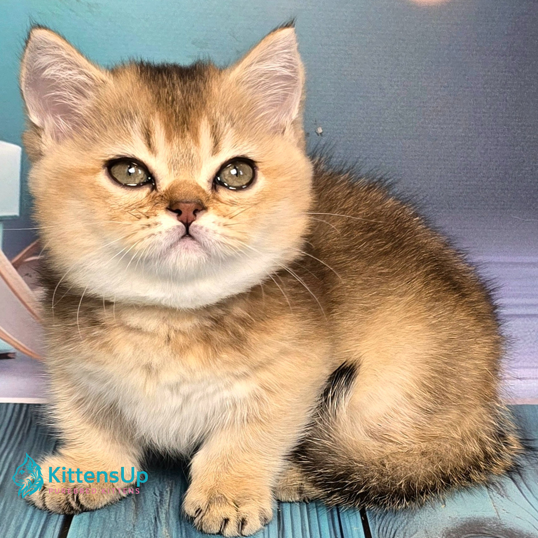 279 Crumble (U) Munchkin shorthair male kitten
