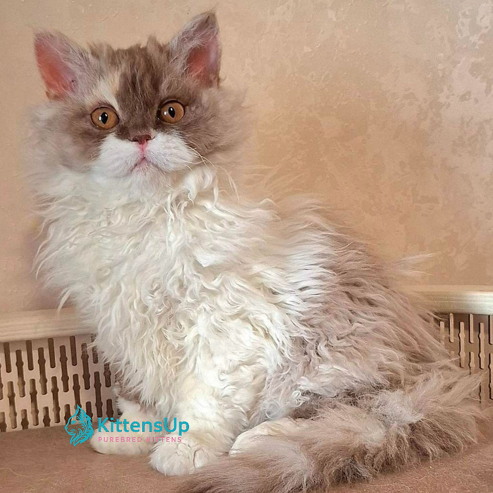 Selkirk Rex