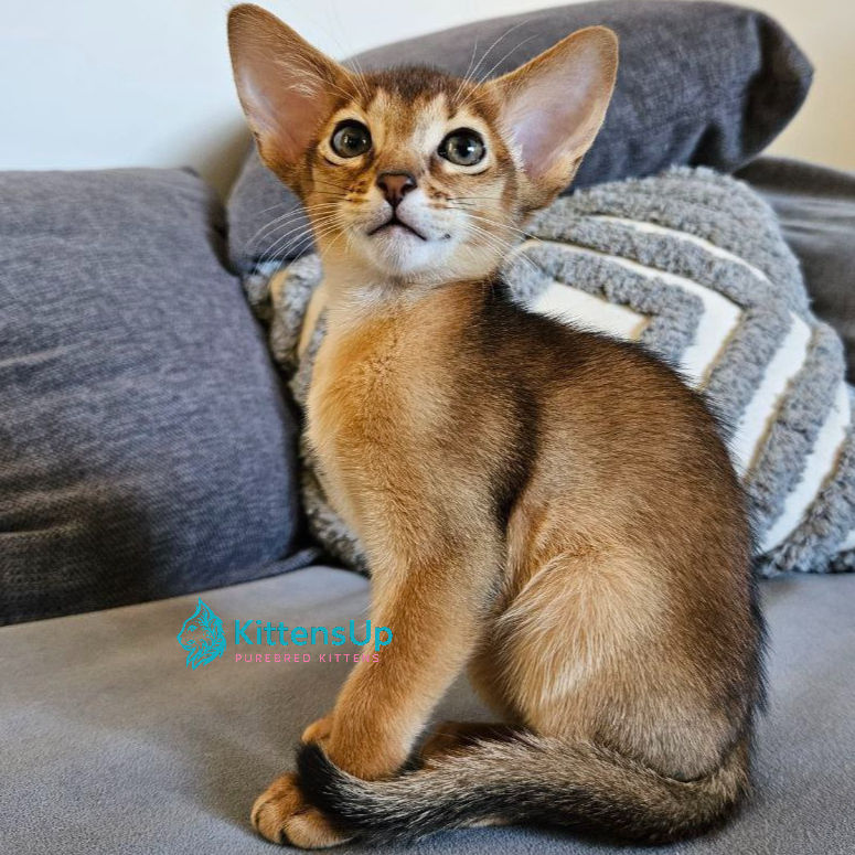 Abyssinian