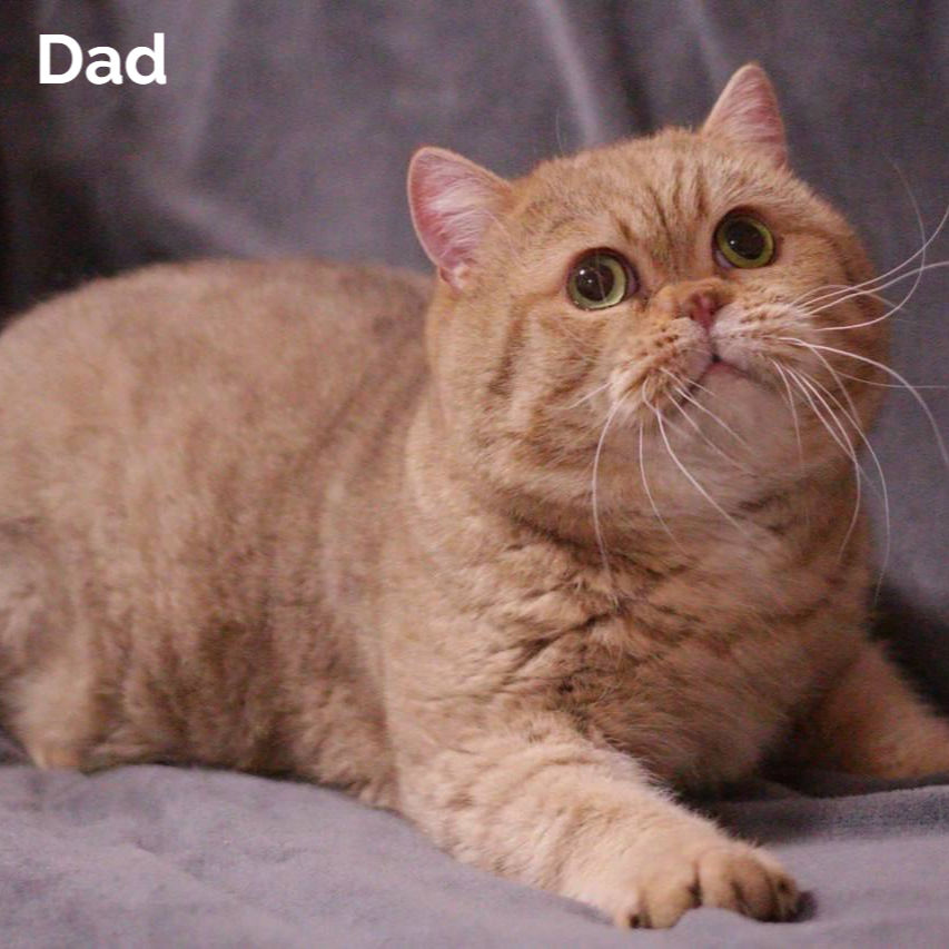 Thumbnail: 692 Balu (U) British kitten male kitten