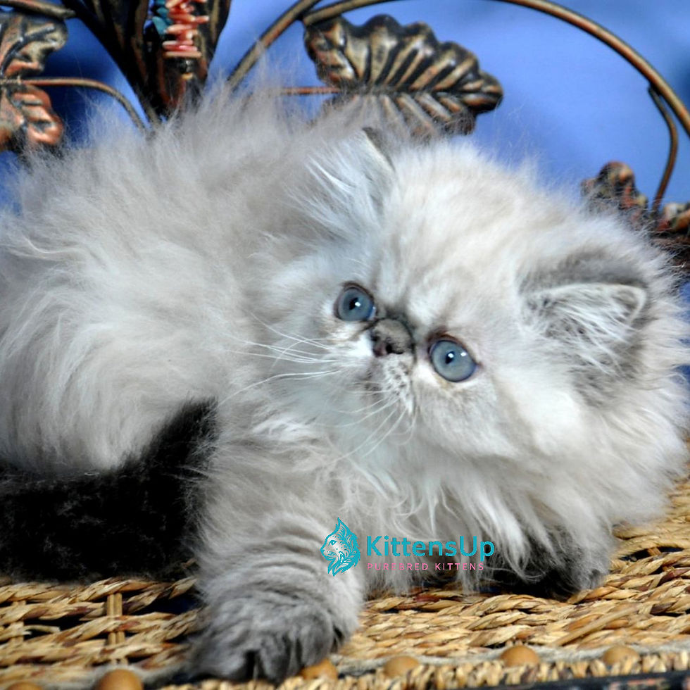 Persian longhair
