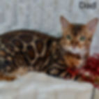 Thumbnail: 208  Oliver (U) purebred Bengal male kitten