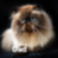 Thumbnail: Persian longhair