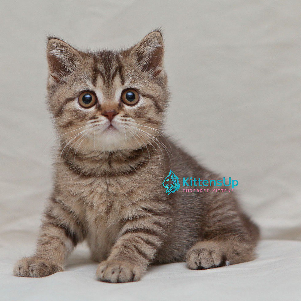 British shorthair