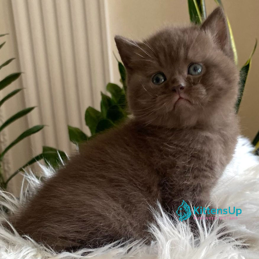 British shorthair