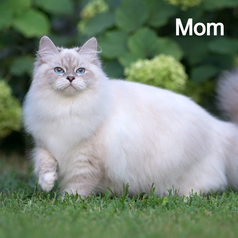 Thumbnail: 402 Ilia (R) Siberian male kitten