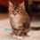 Thumbnail: 131 Candy (U) Maine Coon female kitten