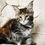 Thumbnail: 1350 Tabitha (U) Maine Coon female kitten