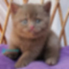 British shorthair