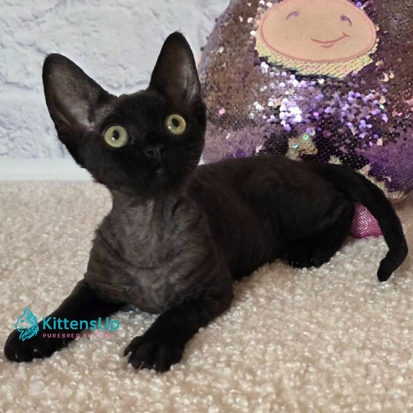 Devon Rex