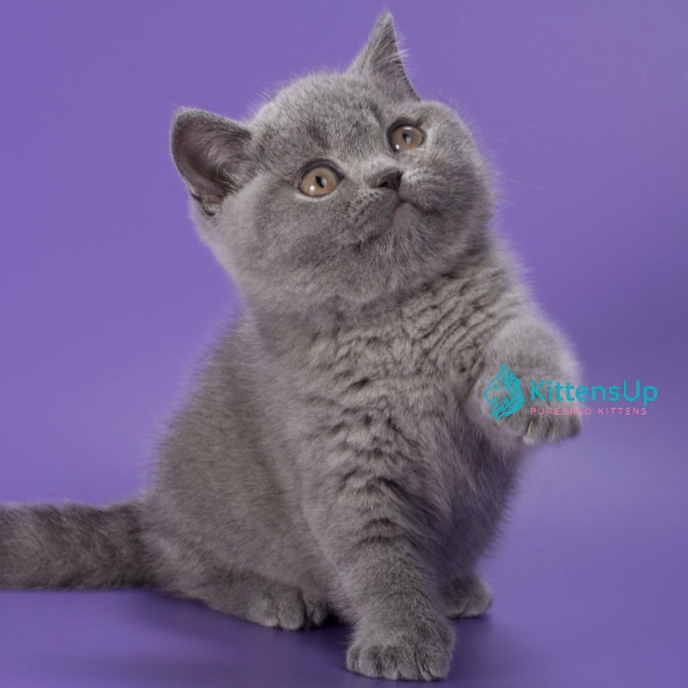 British shorthair