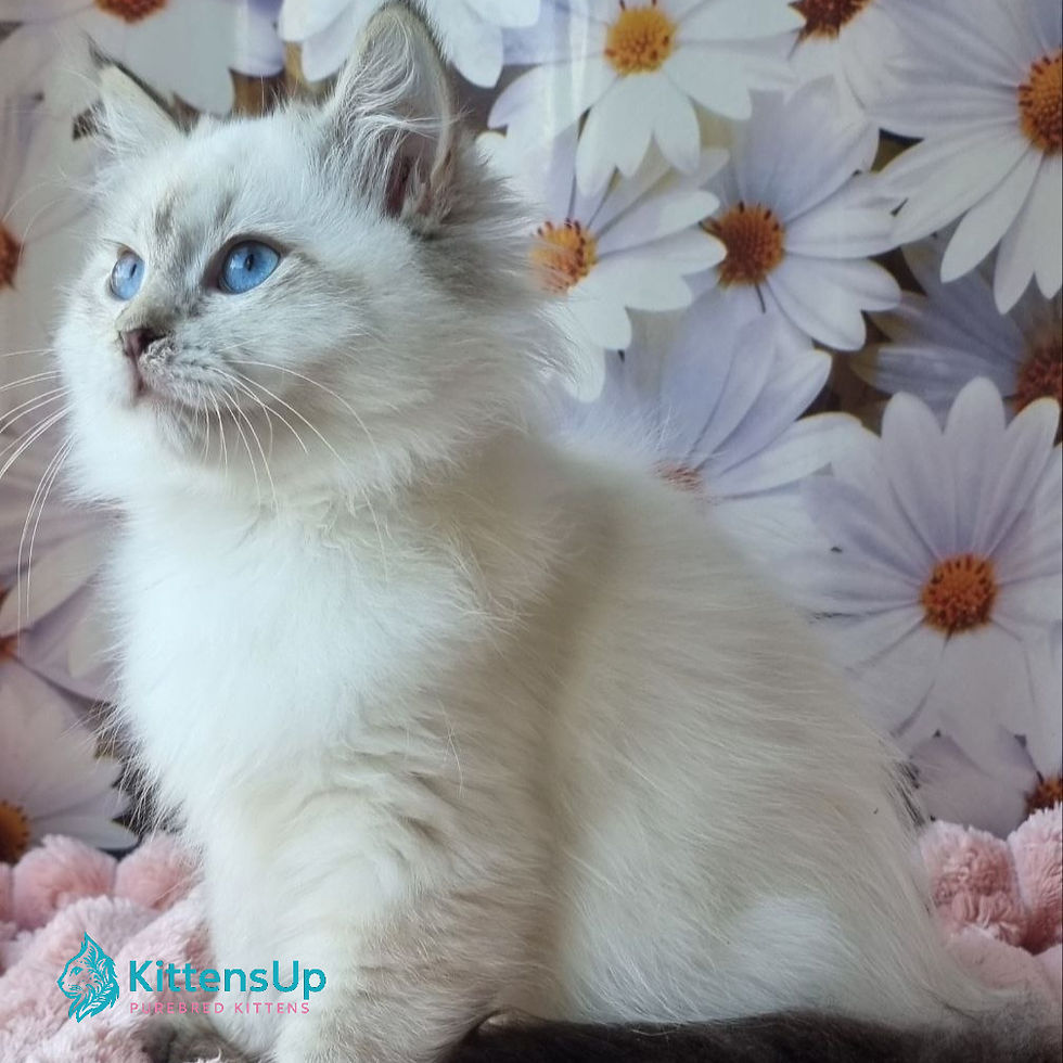 Siberian