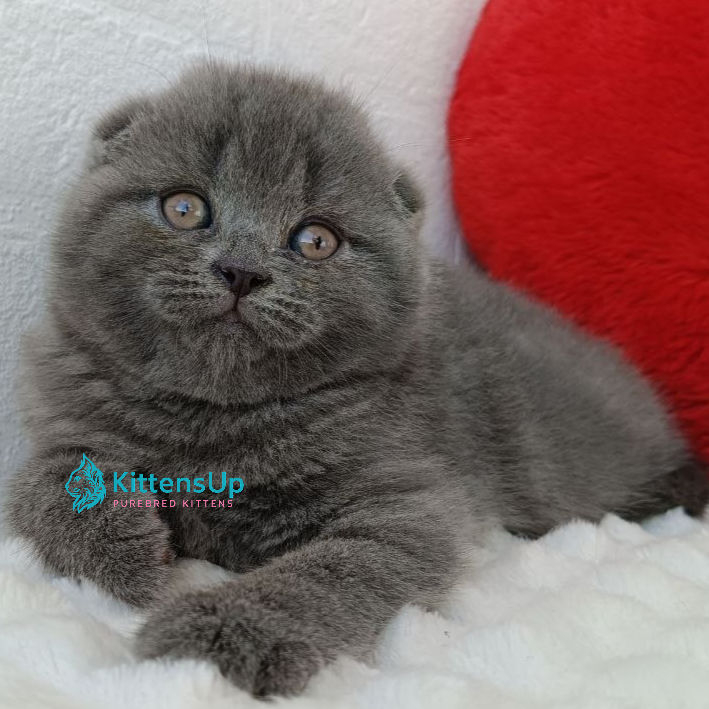 Scottish Fold