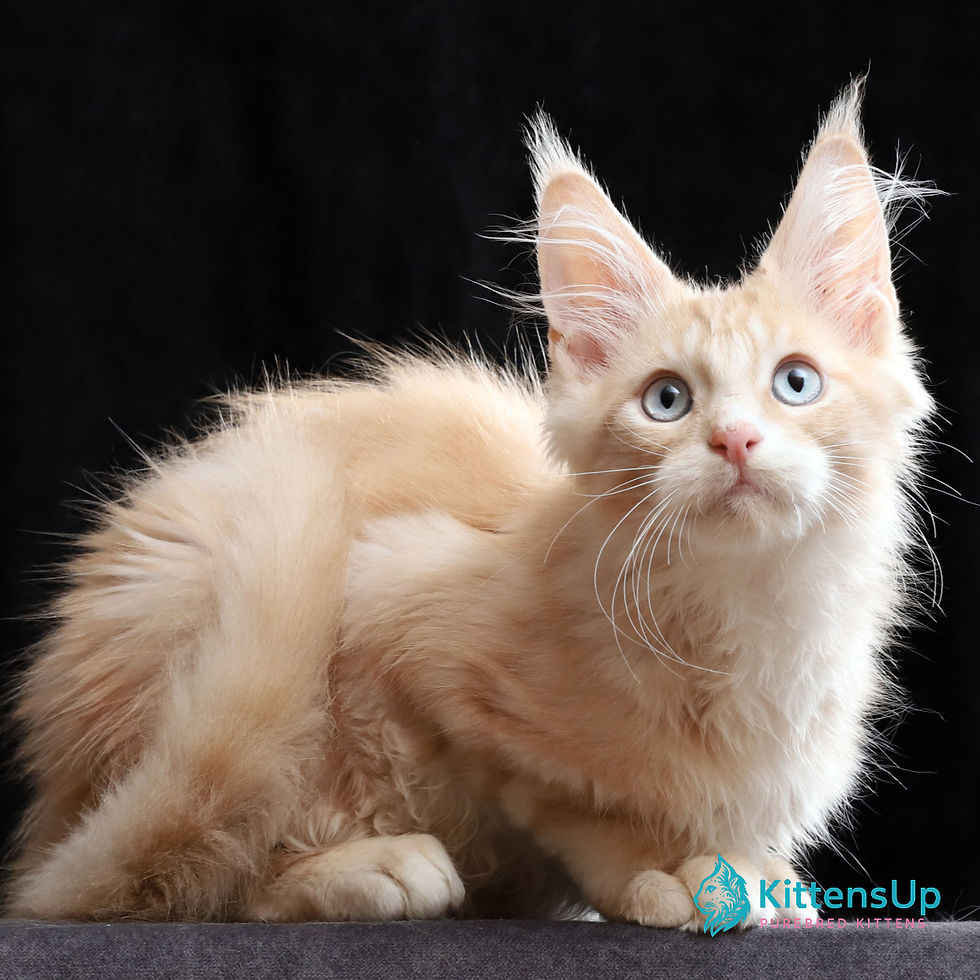 Thumbnail: Maine Coon