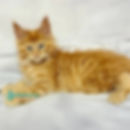 Thumbnail: Maine Coon