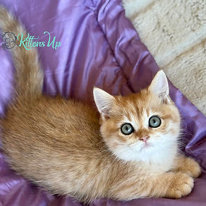 British Shorthair Cats for Adoption: Find Your Perfect Feline Friend