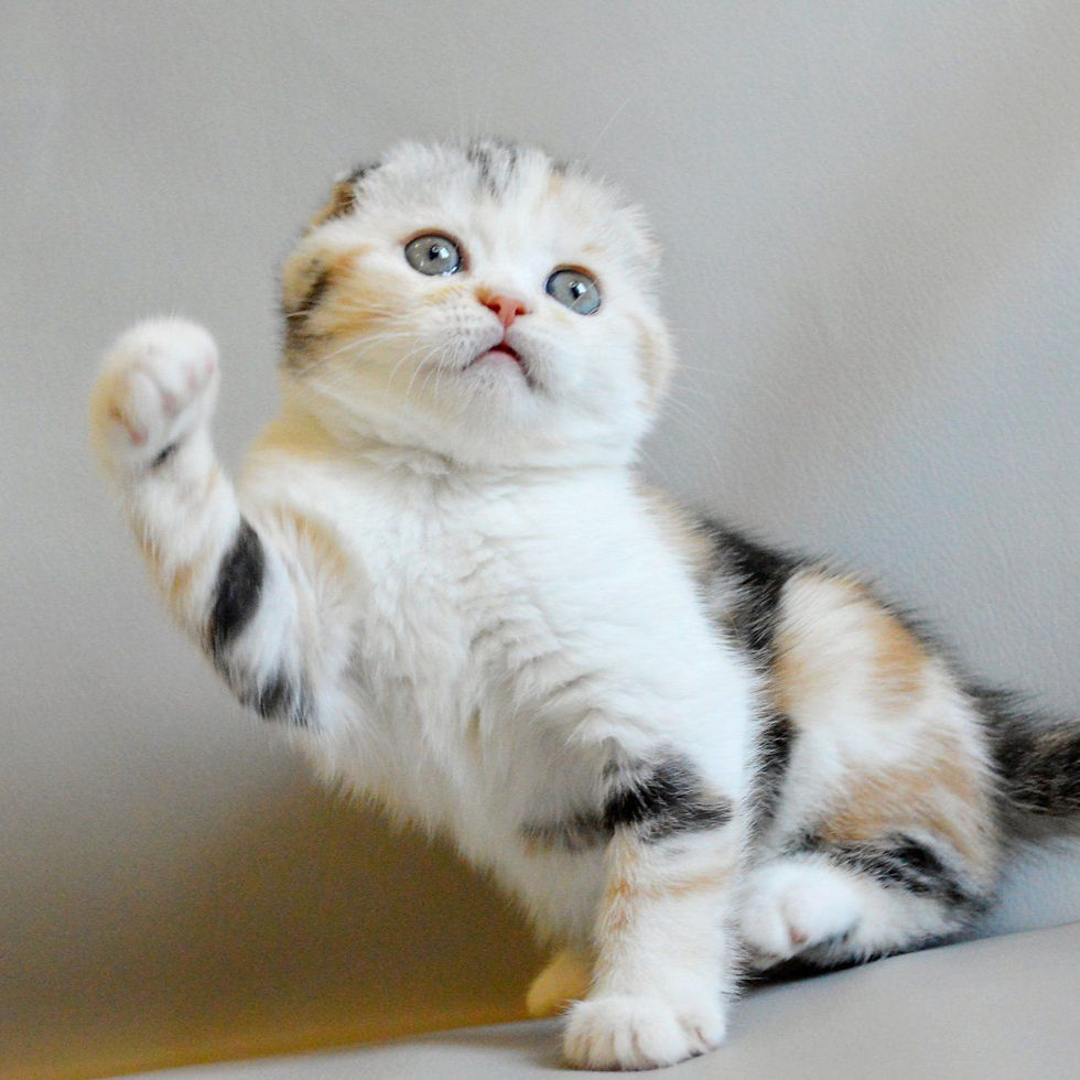 Thumbnail: 397 Nirvana (U) Scottish Fold shorthair female kitten